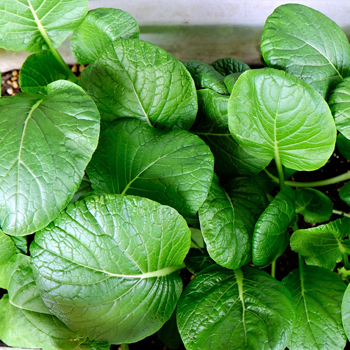 ♡WePlant ♡★花苗～野菜の種子★ Amazon.co.jp: 種 - 種・苗: DIY・工具・ガーデン: 花, 野菜